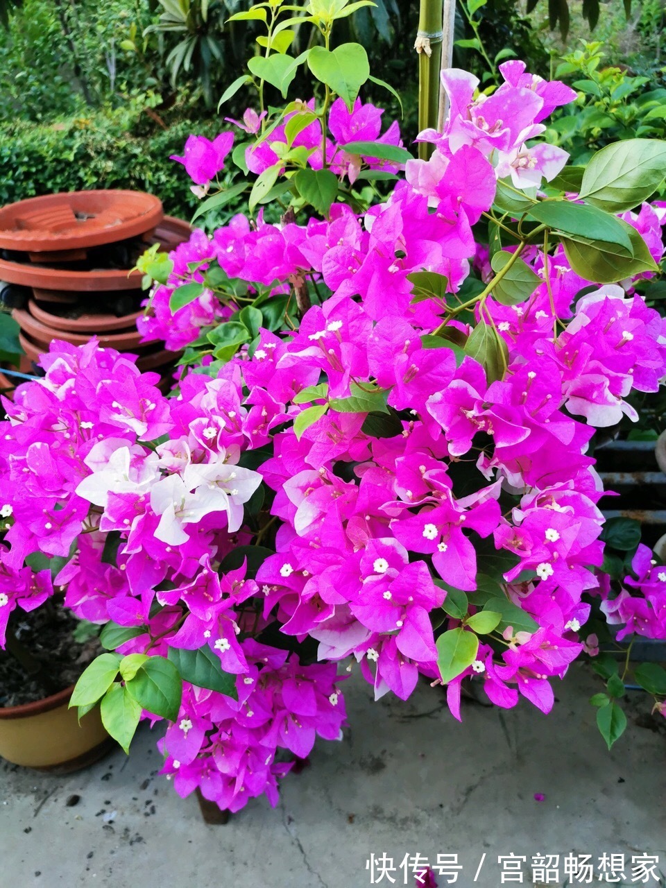 三角梅开花“零星点点”,干脆剪一刀,喂2勺开花肥,国庆开爆盆