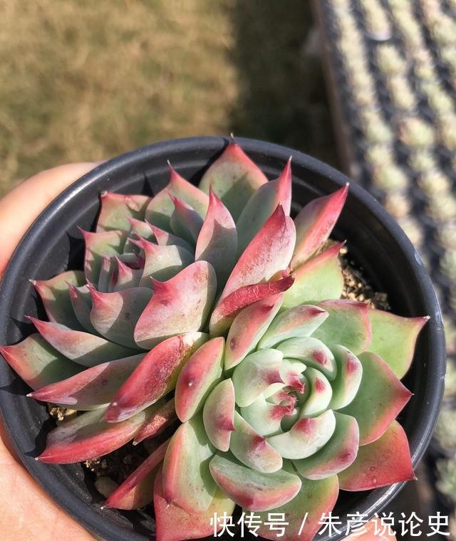 多肉换个名字,价格翻了3倍,2种人最容易吃大亏,学着机灵点