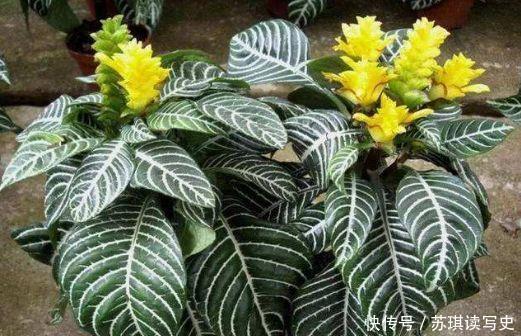 易爆|4种花让人爱不释手,花多易爆盆,花期超半年