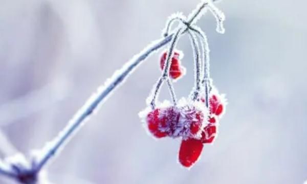 霜降#节日饮食 | 天上繁霜降,人间秋色深!
