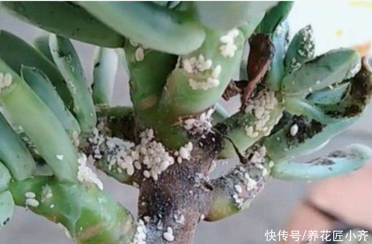 养花的4种虫害，打药都很难清除，如果遇到，用这些方法试试