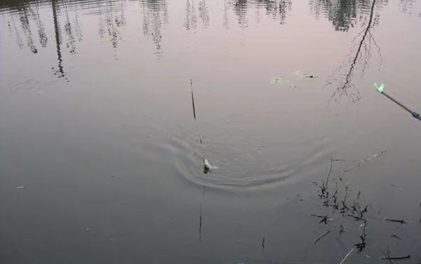 钓鱼用这两种饵时，好多人都把调漂搞错了，怪不得不上鱼！