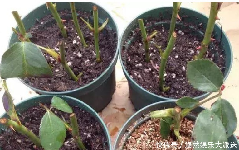 花店|花店买回来的插花不要丢,只要简单的几步,鲜花就能生根