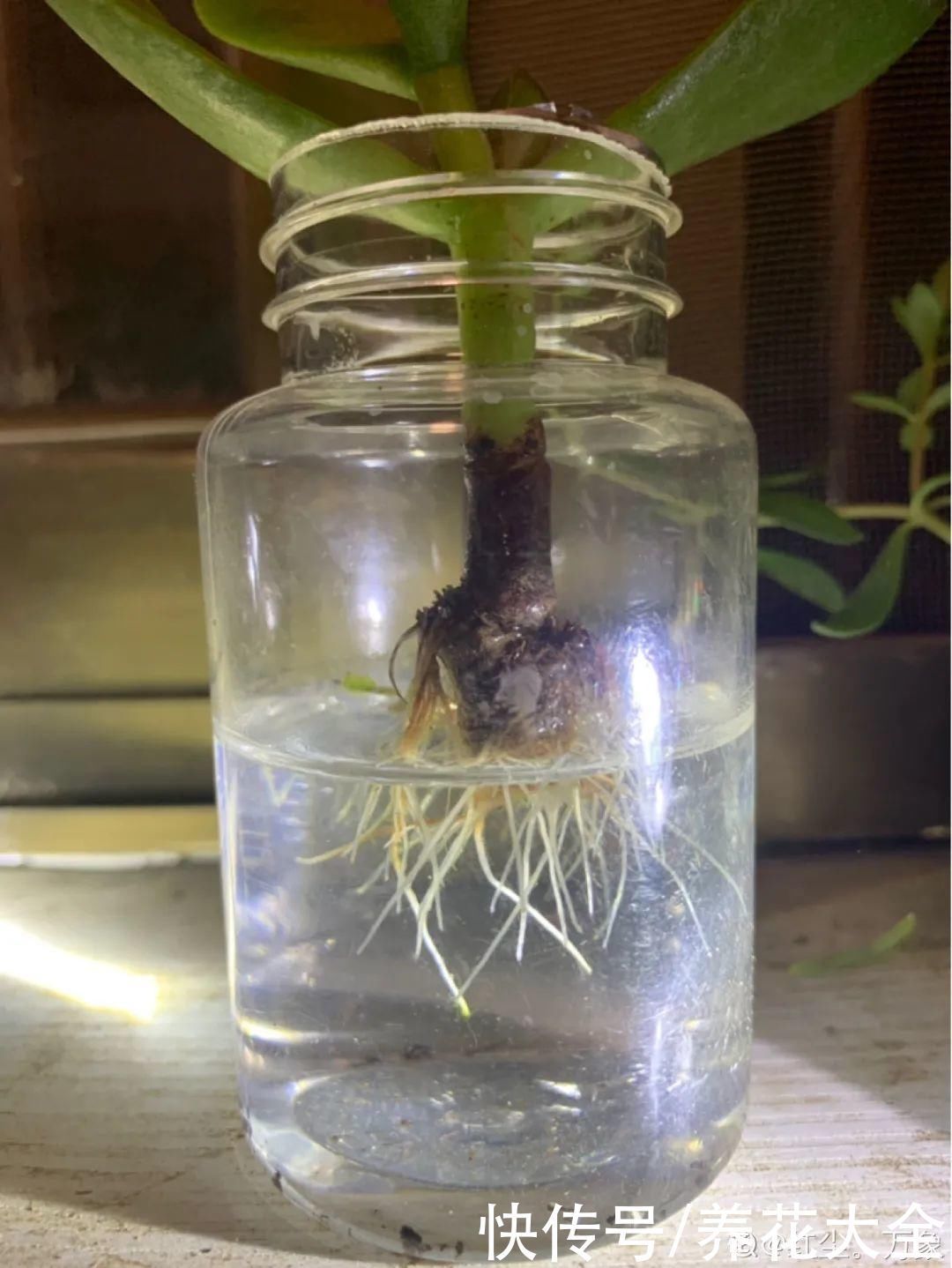 旧筷子、老干妈瓶别扔,拿来养花效果好,省下一笔养花钱