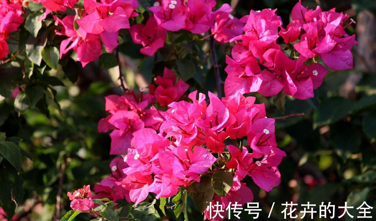 板结|八月养三角梅,勤做4件事,再次开成大花球