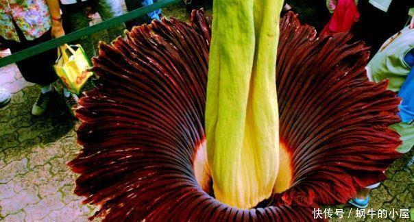 八种臭气熏天的植物,花型却很美丽