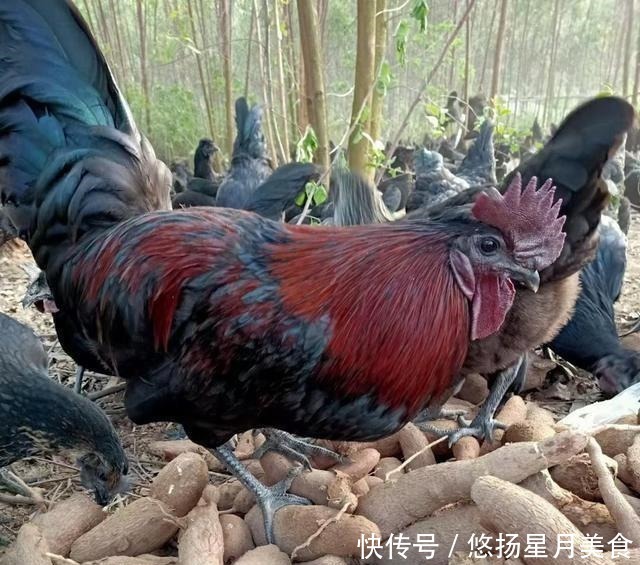黑色素|满山头都是鸡蛋捡到手软，你知道它是什么鸡吗！