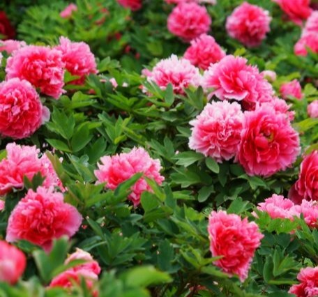 家养牡丹花有学问，学会这三个诀窍，轻轻松松花开成一片花海