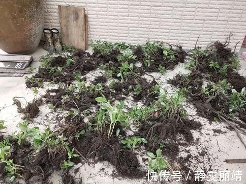 人参菜|一种人参,南方当菜种,只吃叶子不挖根,殊不知根部珍贵