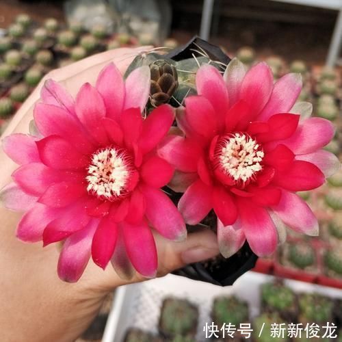 这款仙人球不一般,不甘落寞最喜欢开花,用了土壤就窜花苞