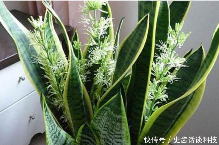 卧室就养“3种花”，赏心悦目，清香安神，改善睡眠质量