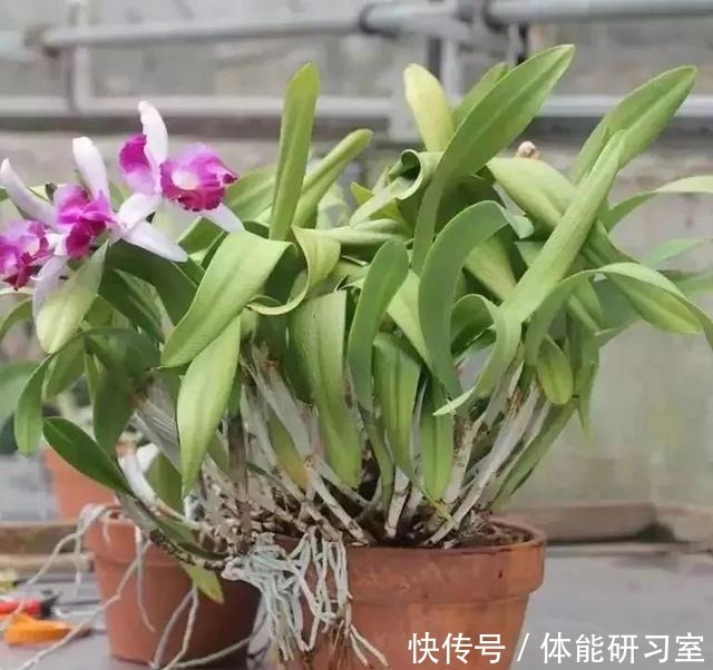 几种在夜晚释放氧气的植物,养在卧室里都不用担心!