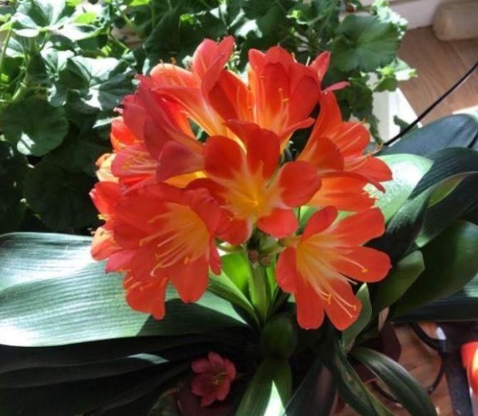 新手养君子兰,度夏注意4件事,不再烂根烂叶,安稳过夏天