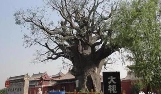 山西|中国历史上最大的人口迁徙，传言脚上具备这个特征，祖籍都是这里