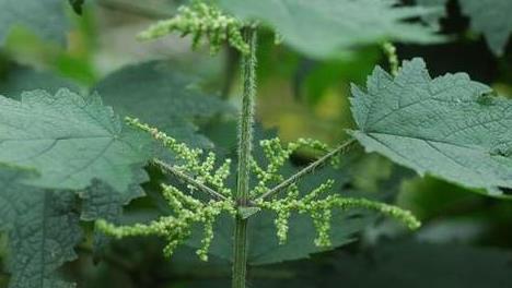 毒素|乡下一种“蛰手草”，农民却称“药王草”，捣汁涂抹，药用价值高