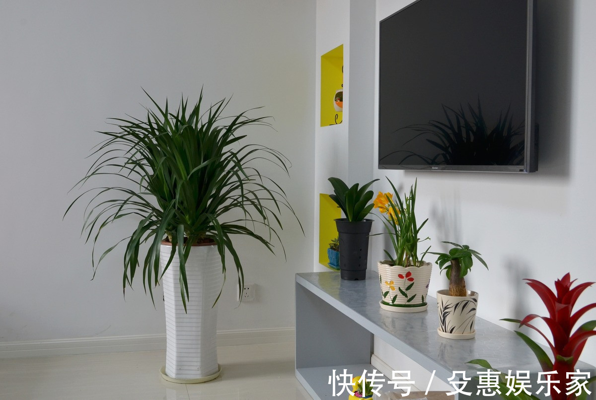 7种“健康花”，家里养一盆，寓意好，有格调，寿命长，还干净