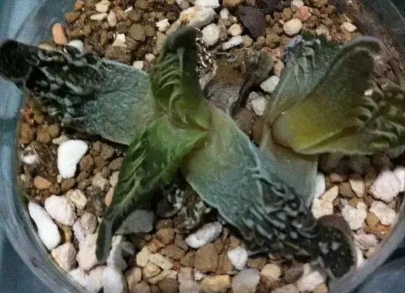  正午|多肉度夏8大死亡原因，不知道，你的多肉就危险了！