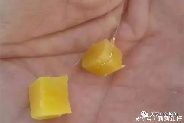 黄豆粉|几款民间自制红薯饵料,小鱼不沾,通杀鲫鲤,野钓必备饵料