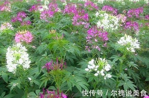 这3种花夏季开花旺,养得好就一点,多晒太阳就成了