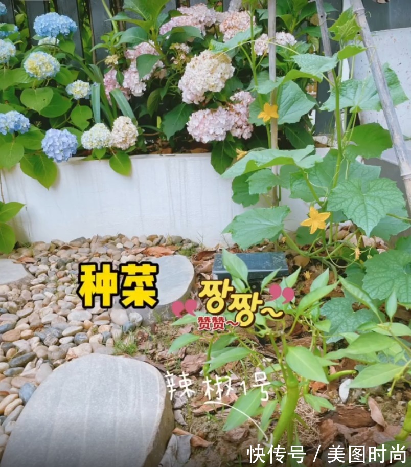 花园|花了两万块，用了7天时间改造40㎡一楼花园，分享花园改造过程
