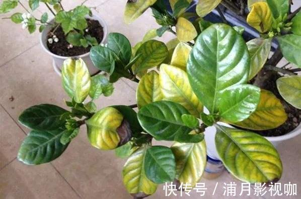 浇水|养绿植最怕“黄叶”，解决5大问题，叶片油亮亮，看着真喜人！