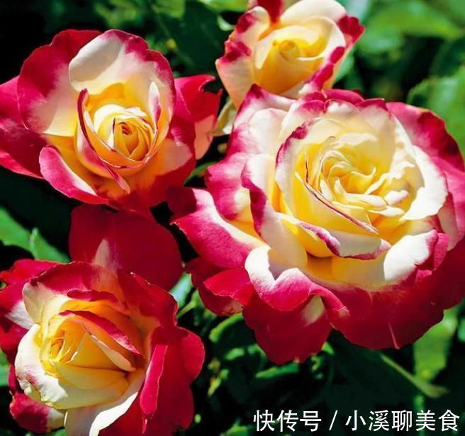 阳台最适合养3种花,30天不浇水照样生长,一年开花不断