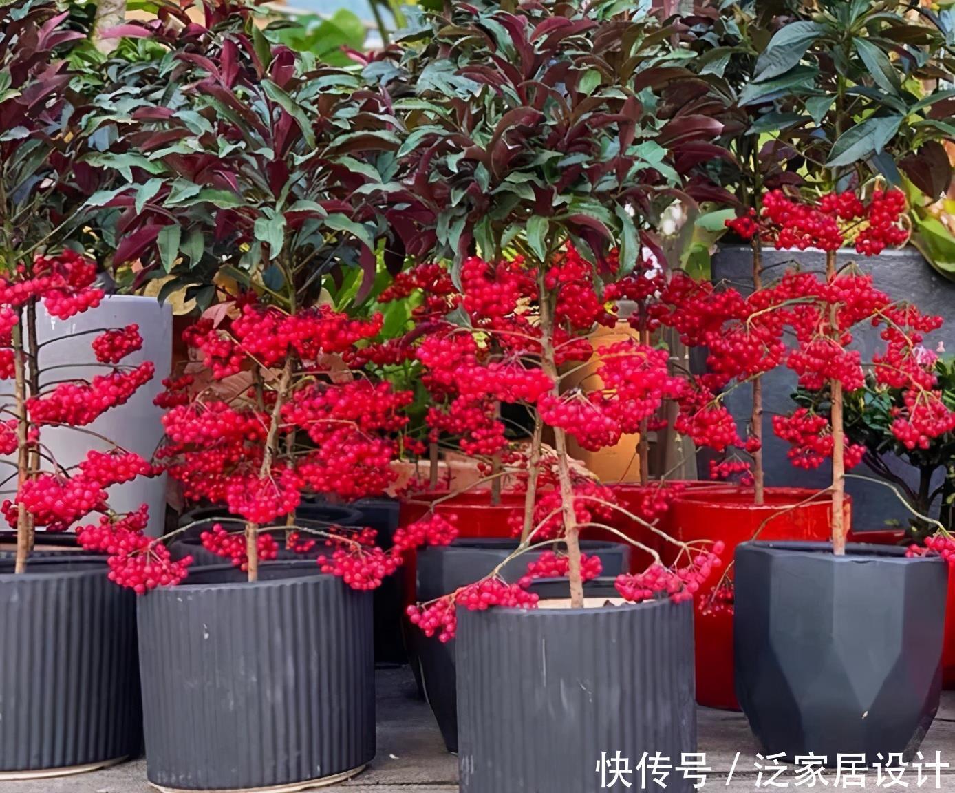 若是去野外,请留意“结红果”植物,挖回家制成盆景很高档