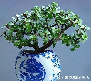 养这2种花,还能挣钱,放那不用管,养得好卖上万,挺划算!