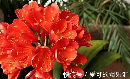 农历10月初6立冬后,养什么花?以下3种花,鸟语花香吉祥如意