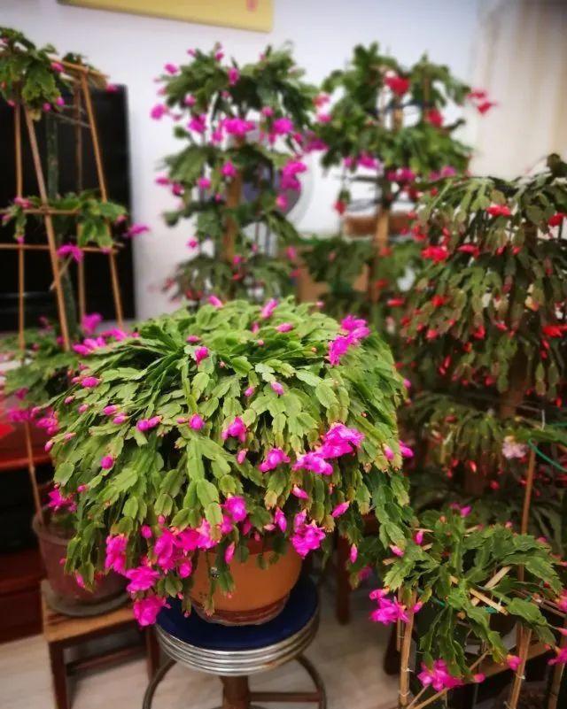 最小的盆,养最牛的花,还能开爆盆,真牛!