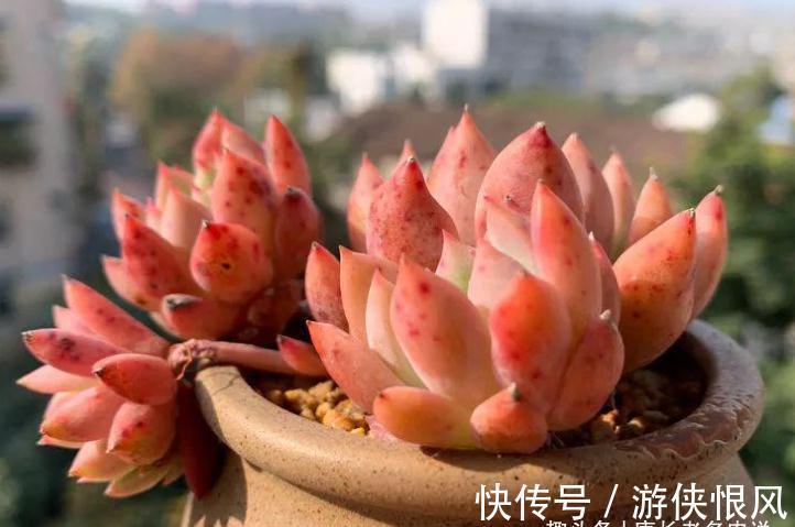 霜降说霜花,霜叶红于二月花——易红易爆盆的多肉霜花,养过否?