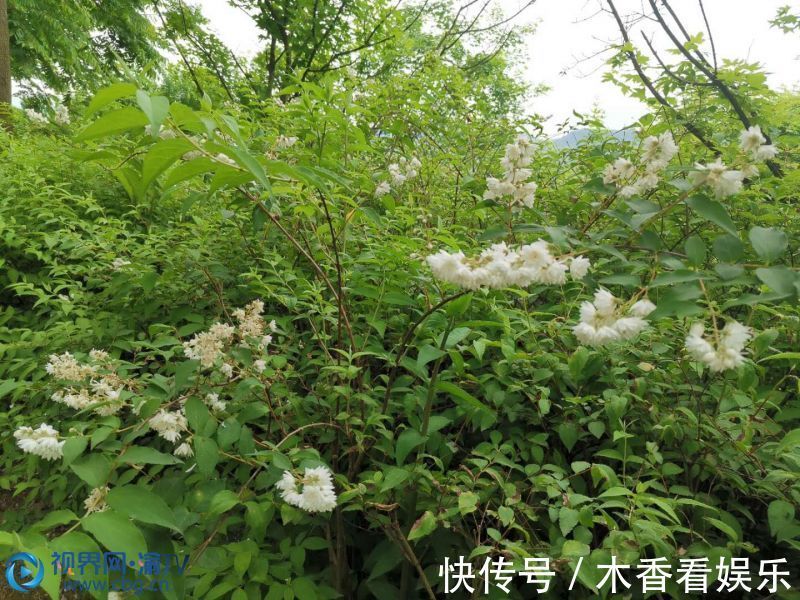 万州|绿树浓荫苍翠欲滴 夏日溲疏花开繁密