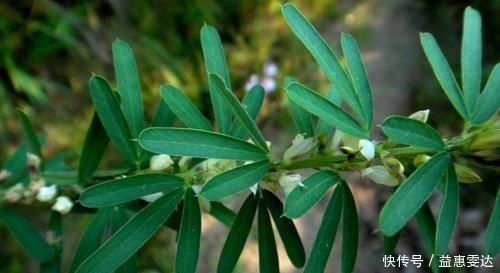 此物,补肝肾,益肺阴,还能提高视力,农村很常见,遇见别错过!