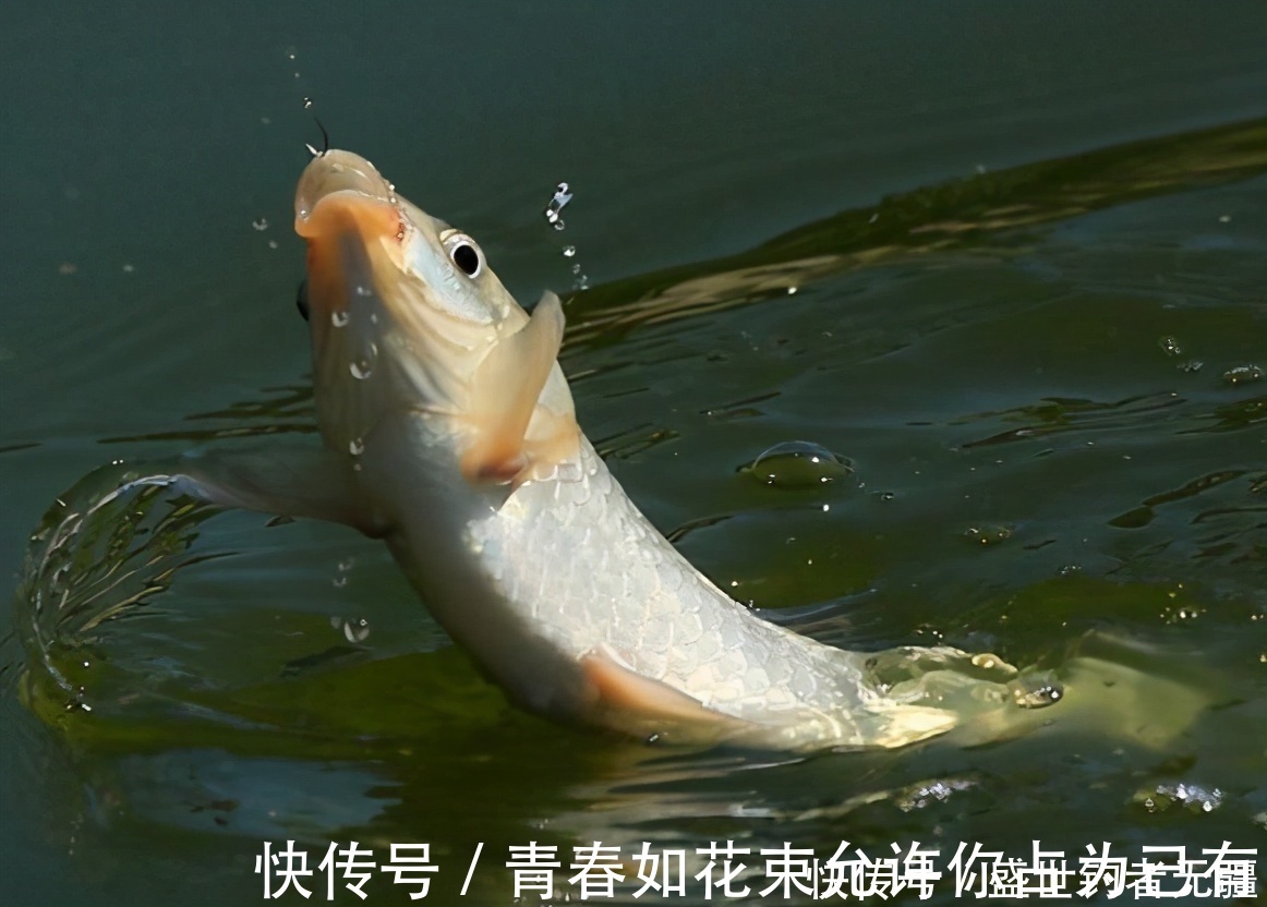 垂钓|找底,新手钓鱼永远的痛!如何精确找底知道这些就够——盛世三渔