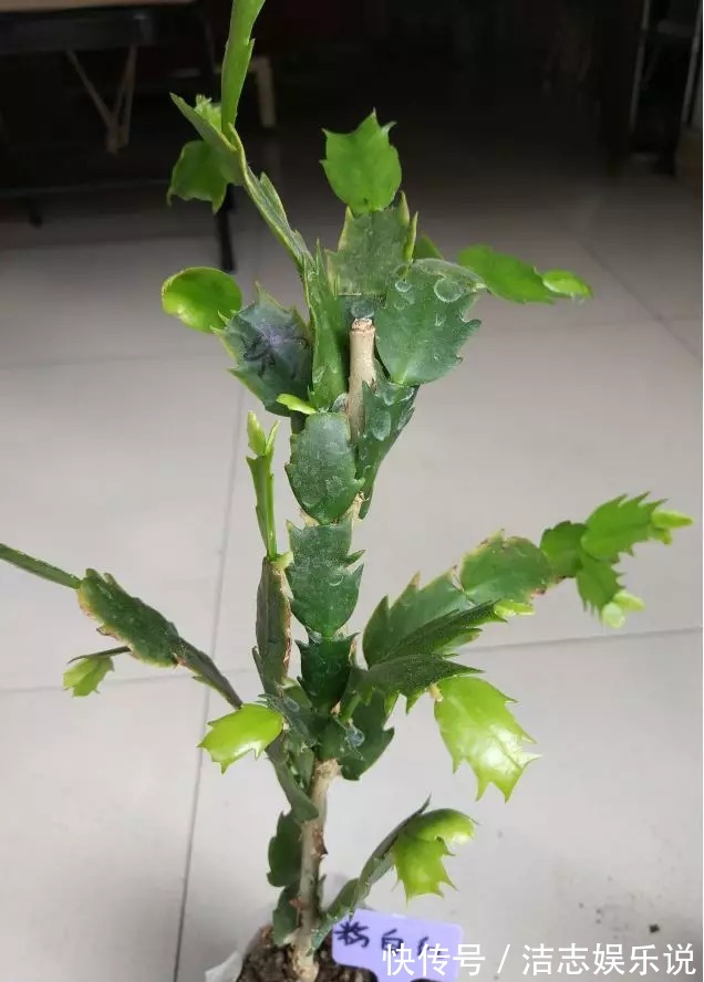 这东西和蟹爪兰天生一对,嫁接百分百活,轻松变身蟹爪兰大树!