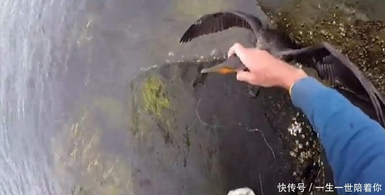 男子|男子海上垂钓有鱼上钩,拉上一看是这小家伙,顿时心生怜悯