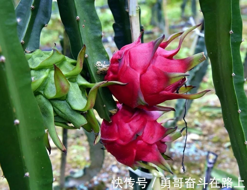 糖分|这些水果,可是隐形的“升糖王”,糖尿病人切切要注意!——勇哥素养论坛