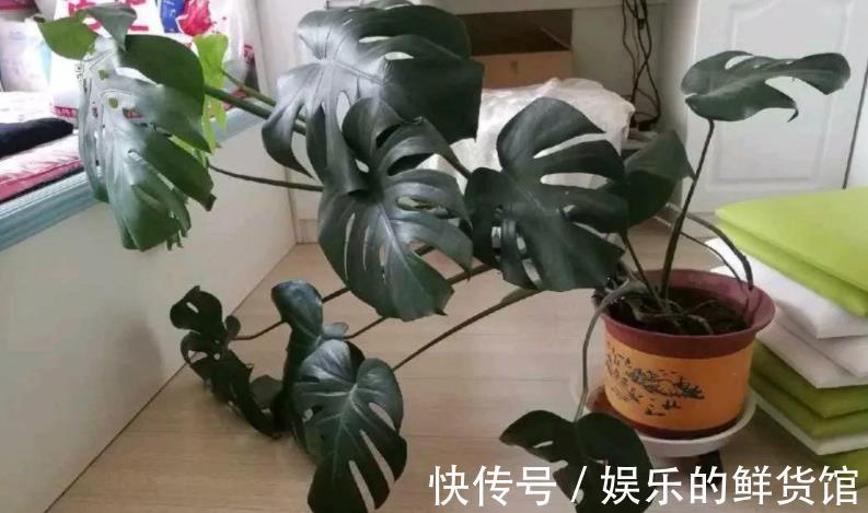 龟背|龟背竹室内盆栽养不好?掌握住这3个技巧,叶子长得比脸盆大