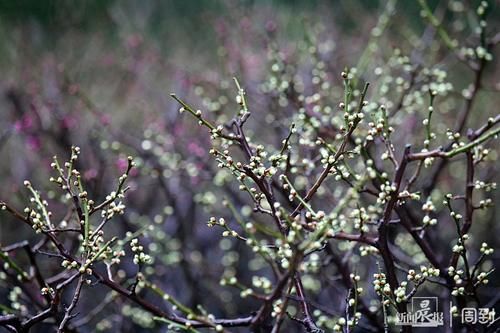 晨镜头|外滩黄浦公园:雨中红梅含苞待放,春节期间将迎盛花期 | 有个