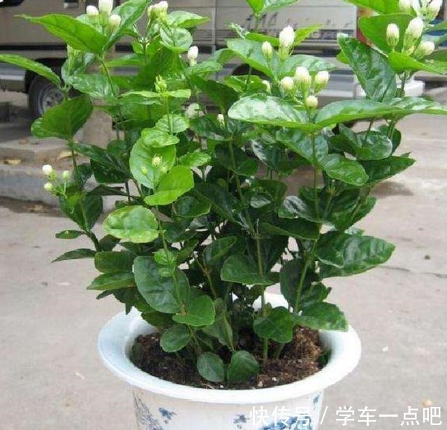 茉莉花枝叶稀疏,黄叶落叶开花少四个技巧促进它花开满枝长势旺!