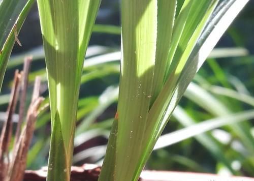 叶子|兰花叶子枯萎怎么办?教你5个妙招,新手兰友一定要知道