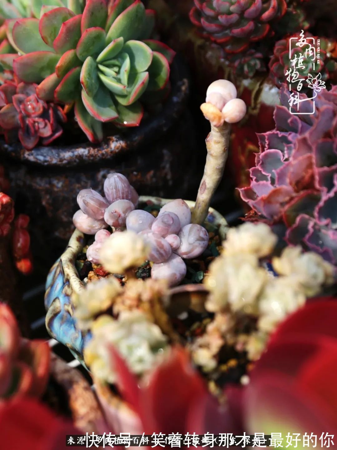 曾经的美肉,谢谢你们都惊艳过时光,谢谢你们都陪过我!