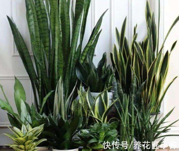 13种“耐阴”花,家里采光差,选它就对了,养好爆盆很轻松