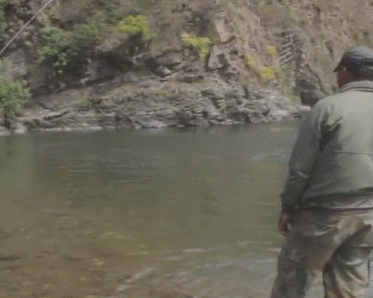 山中意外钓获大鱼,体型像草鱼但鱼鳞金灿灿的,什么鱼?