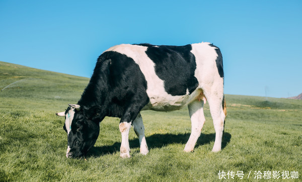 风景|不用去呼伦贝尔，大连郊区就有个“瑞士牧场”，风景好游客还不多