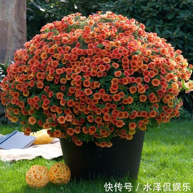 小铃|这种花堪称开花机器，随便一养就开出一大盆，阳台快装不下了！