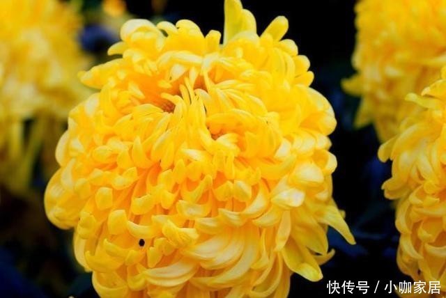 绿萝|3种花卉,被说“不吉利”,爱花的人来看下