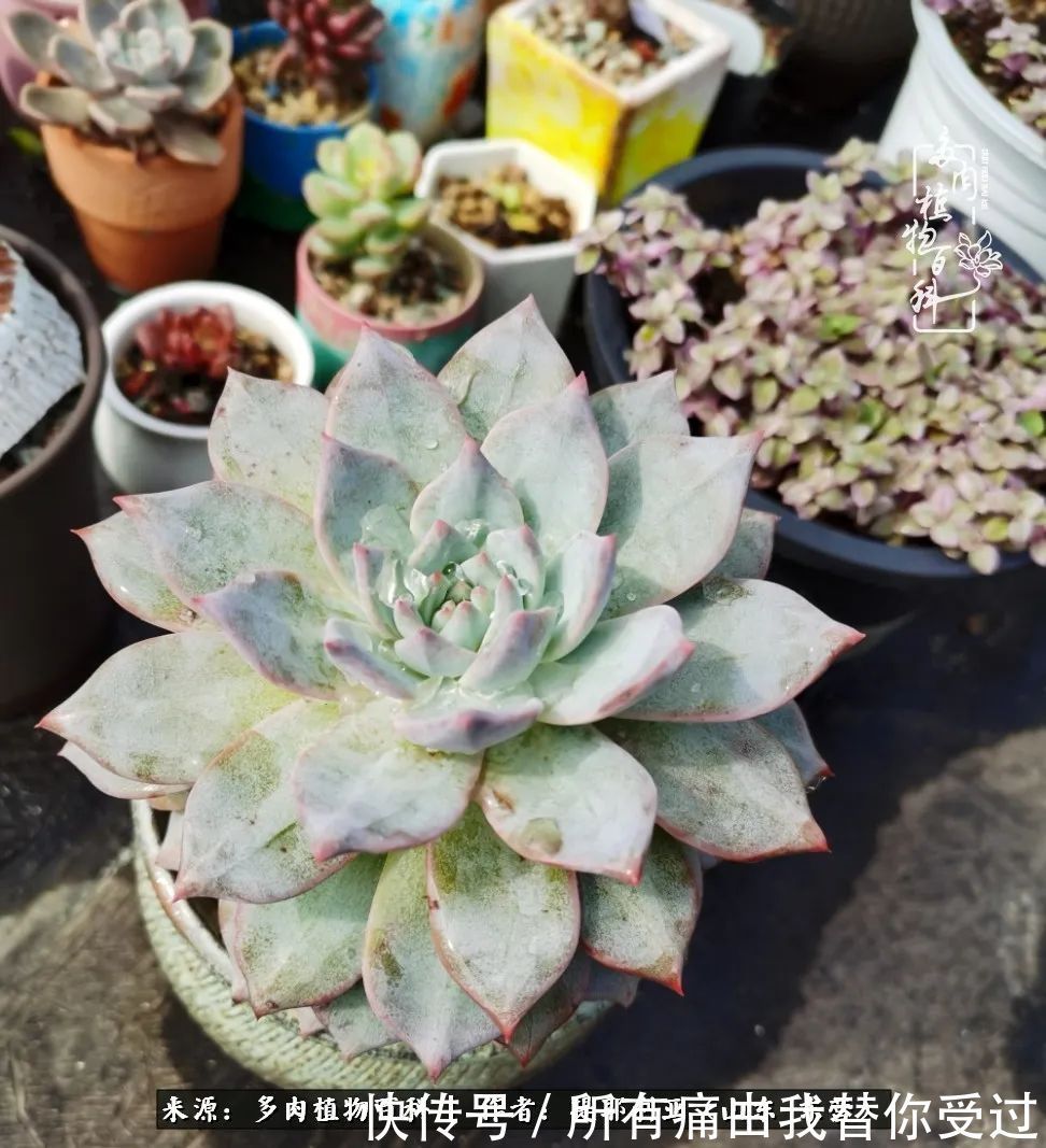 人如多肉,经阳光雨露历练后,亦会越挫越勇!