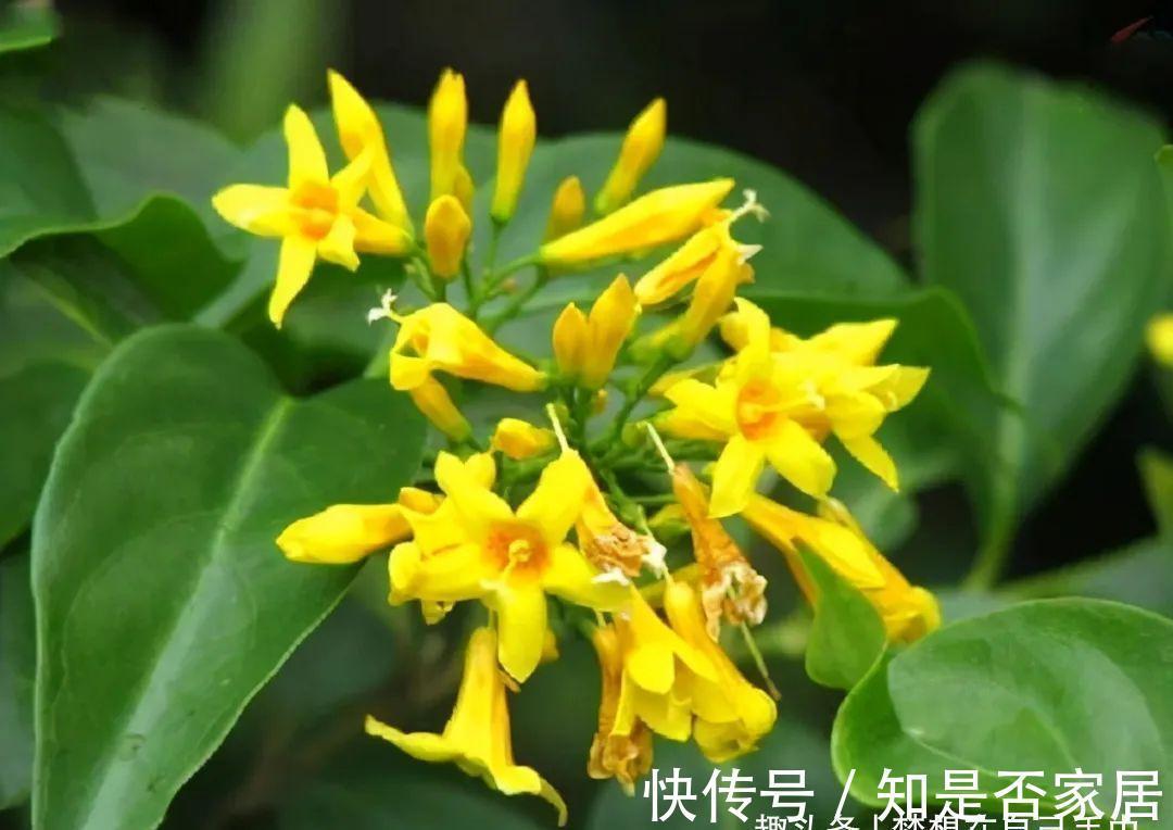 汁液|毒性很强的“网红花”,商家告诉你它有多好看,闭口不提它有多毒