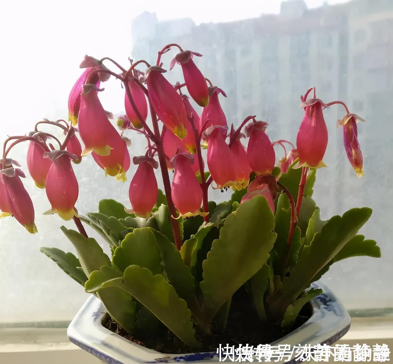 小老桩|长寿花有“三怕”,入冬养护得避开,养成小老桩,清香宜人小半年